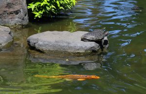 desain taman dengan kolam ikan minimalis
